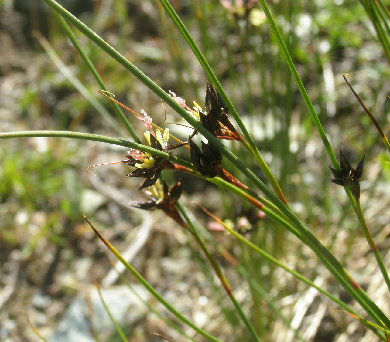 Juncus jacquinii / Giunco di Jacquin